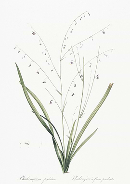 Pale Vanilla Lily Illustra