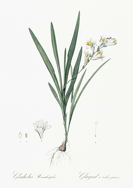Gladiolus Xanthospilus Ill