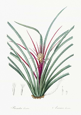 Plumier39S Bromelia Illust