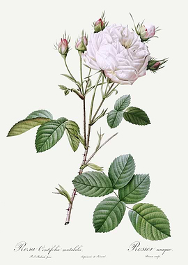 Les Roses 1824 HQ Original
