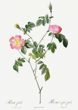 Les Roses 1824 HQ Original