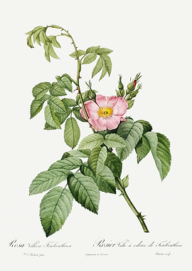 Les Roses 1824 HQ Original