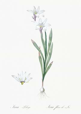 Ixia Liliago Illustration