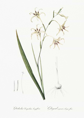 Gladiolus Cuspidatus Illus