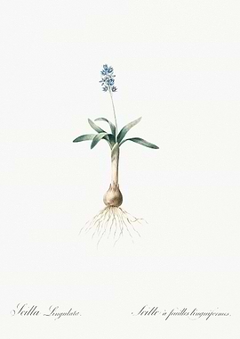 Scilla Lingulata Illustrat