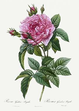 Les Roses 1824 HQ Original