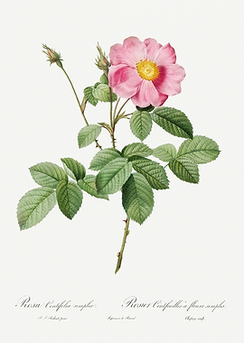 Les Roses 1824 HQ Original