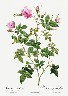 Les Roses 1824 HQ Original