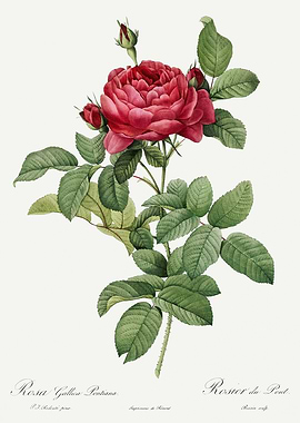 Les Roses 1824 HQ Original