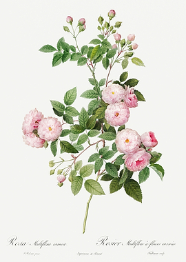 Les Roses 1824 HQ Original