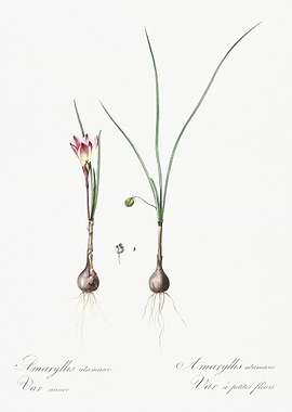 Atamasco Lily Illustration