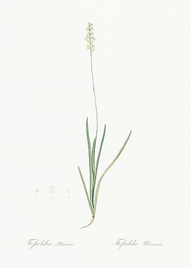 Tofield39S Asphodel Illust