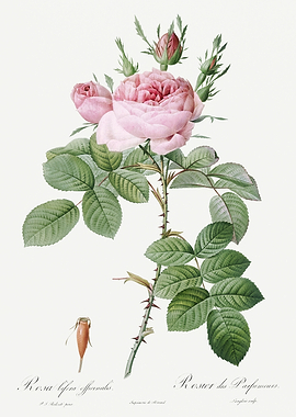 Les Roses 1824 HQ Original