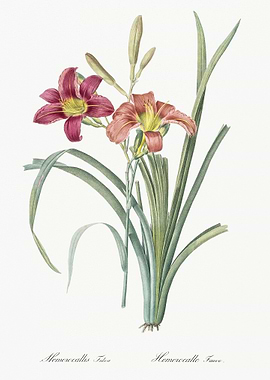 Orange Day Lily Illustrati