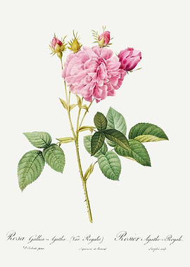 Les Roses 1824 HQ Original