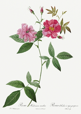 Les Roses 1824 HQ Original