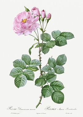 Les Roses 1824 HQ Original