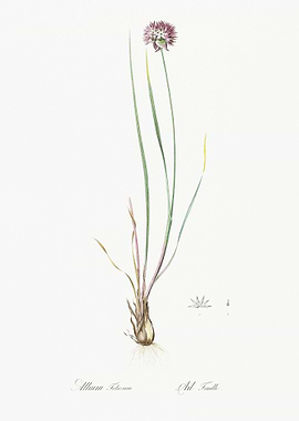 Allium Foliosum Illustrati