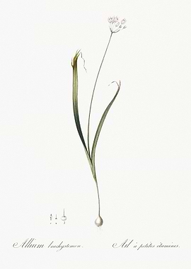 Hairy Garlic Illustration