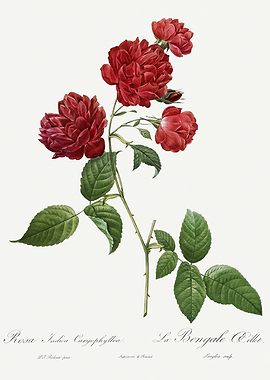 Les Roses 1824 HQ Original
