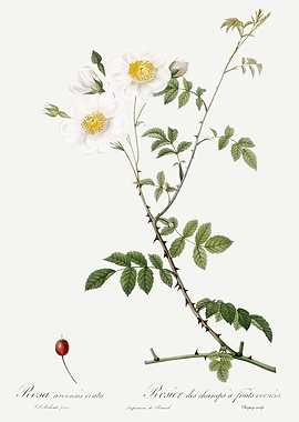 Les Roses 1824 HQ Original