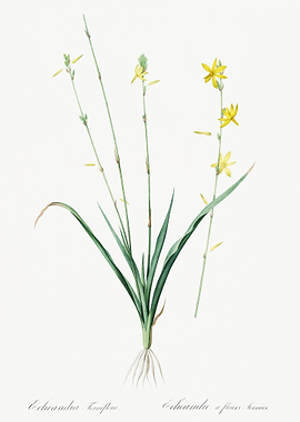 Torrey39S Craglily Illustr