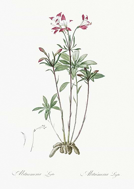 Lily Of The Incas Illustra