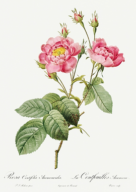 Les Roses 1824 HQ Original