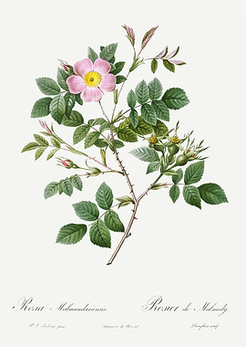 Les Roses 1824 HQ Original