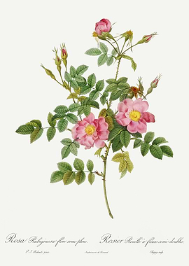 Les Roses 1824 HQ Original