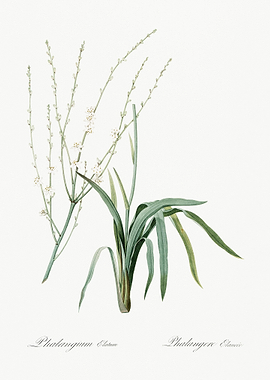 Phalangium Elatum Illustra