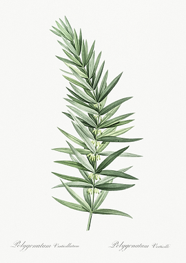 Whorled Solomon39S Seal Il