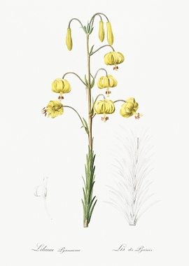 Lilium Pyrenaicum Illustra