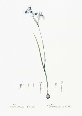 Vieusseuxia Glaucopis Illu