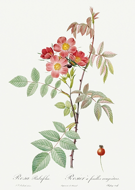 Les Roses 1824 HQ Original