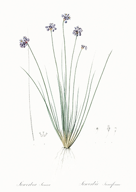 Vanilla Lily Illustration