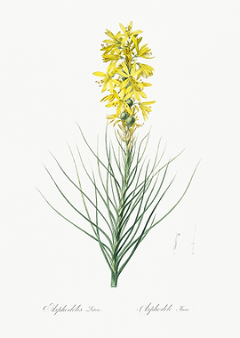 Yellow Asphodel Illustrati
