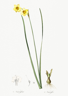 Cowslip Cupped Daffodil Il