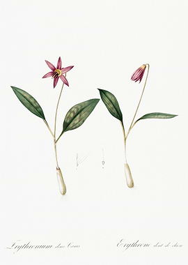 Erythronium Erythronium De