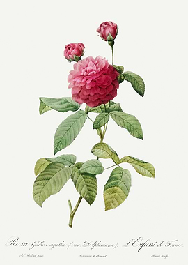 Les Roses 1824 HQ Original