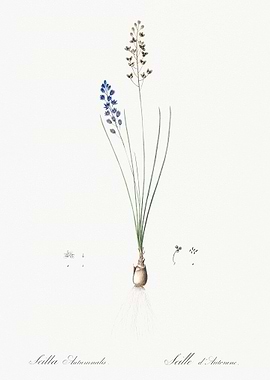 Autumn Squill Illustration