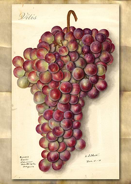 Vitis prapes watercolor