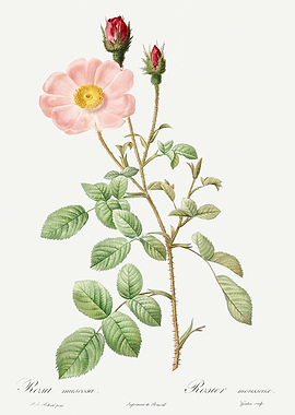 Les Roses 1824 HQ Original