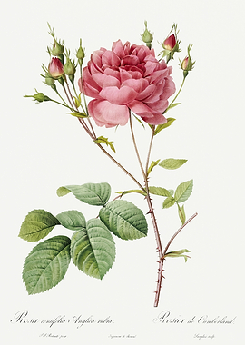 Les Roses 1824 HQ Original