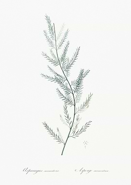 Asparagus Sarmentosus Illu