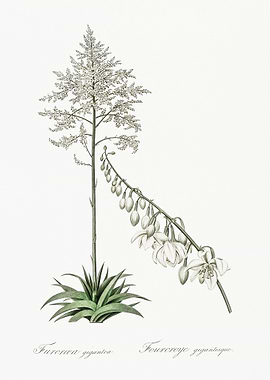 Giant Cabuya Illustration