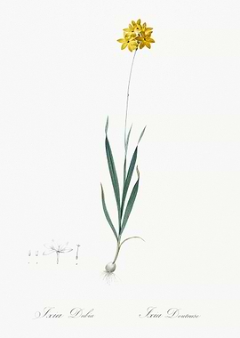 Orange Ixia Illustration F