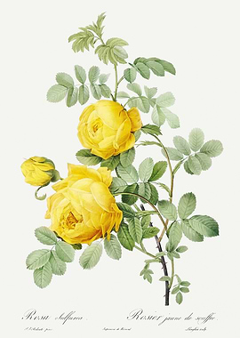 Les Roses 1824 HQ Original