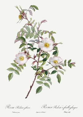 Les Roses 1824 HQ Original