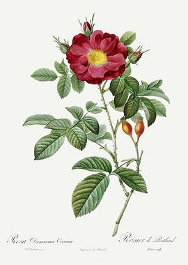 Les Roses 1824 HQ Original